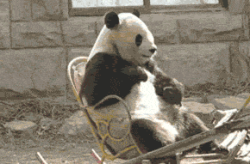 哈士奇搞笑图片表情包gif,萌宠界的欢乐源泉