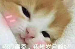 可爱搞笑表情包,表情包里的欢乐时光
