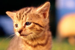 猫咪图片,萌态可掬，治愈心灵瞬间