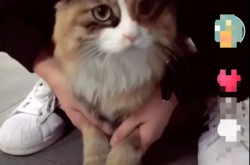 小姐姐装死上吊的视频,小姐姐装死上吊视频背后的真相