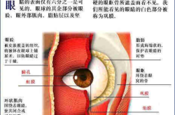 人体解剖图各器官位置图,器官位置与功能详尽解析